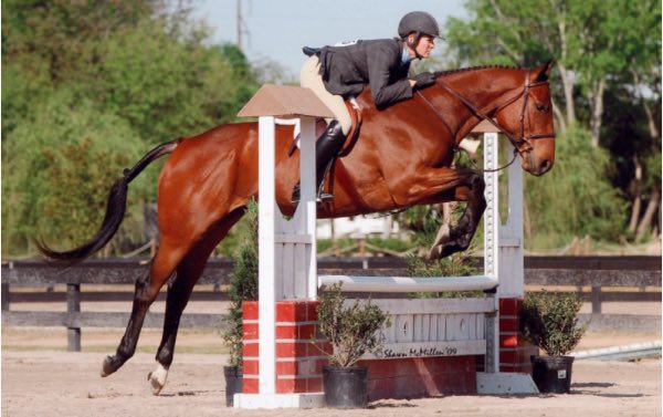 caballo pegasus